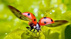 Ladybug: vrsta, opis in življenjski slog